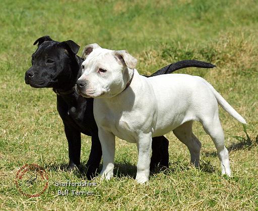 Staffordshire Bull Terrier 9P033D-109.JPG